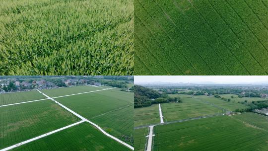 【航拍】麦田田野麦地麦子风吹麦浪农业种植高清在线视频素材下载