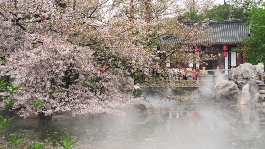 武汉春天东湖樱园庭院园林与樱花视频素材模板下载