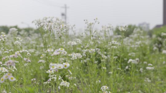 小清新鲜花阳光和雏菊