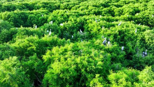 夏天树枝上的白鹭航拍