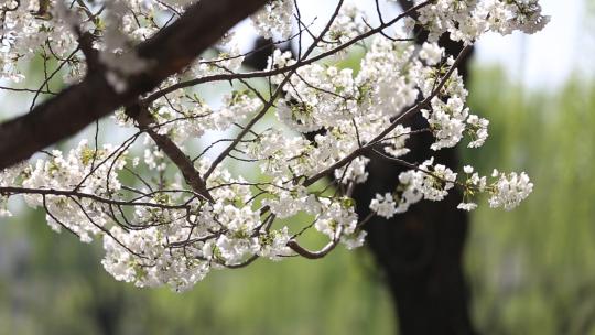 济南五龙潭，春季樱花植物盛开洁白如雪