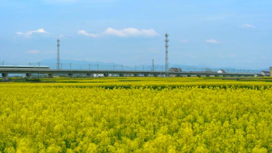 油菜花田野高铁快速行驶