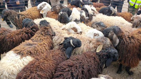 新疆喀什牛羊大巴扎交易的羊
