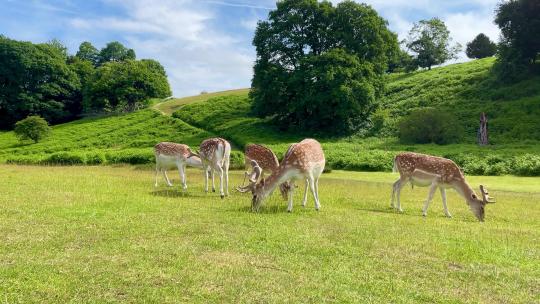 鹿 动物世界 野生动物保护区