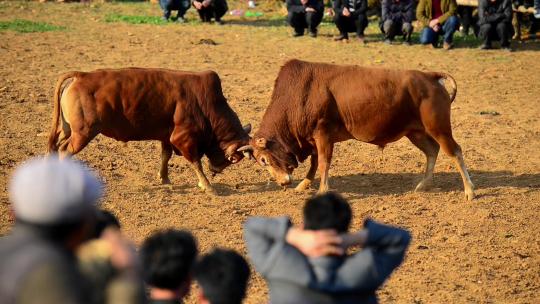 贵州普者黑高山上苗寨的新年斗牛活动