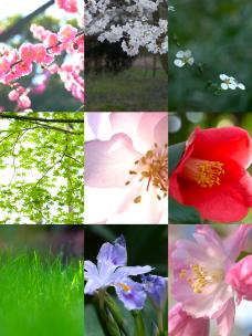 春日风物 花卉绿叶合集