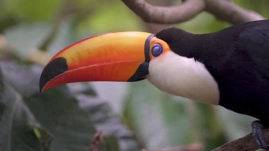 巨型toco巨嘴鸟的特写镜头；Rumhastos toco，超大的彩色比尔栖息在视频素材模板下载