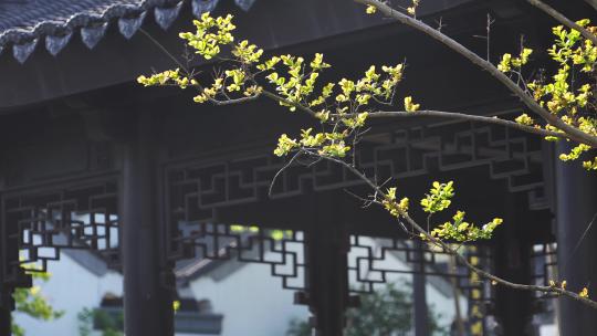 春天发芽树枝传统中式园林建筑凉亭屋檐瓦片