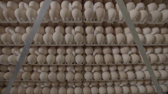 鸡蛋养鸡场鸡蛋孵化车间鸡蛋扫光LOG