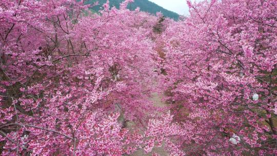 大片樱花园树林木美丽乡村振兴粉红色大道飘
