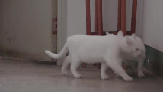 Z两只猫 白猫视频素材模板下载
