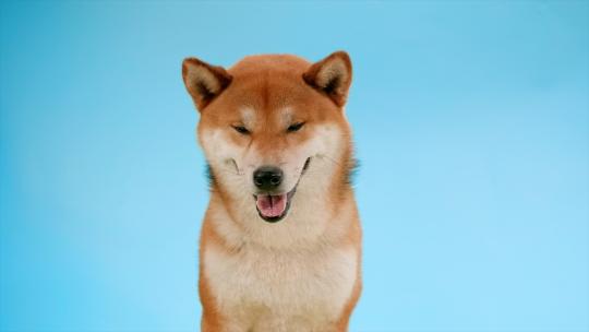 宠物狗柴犬吃零食吃罐头微笑小狗柴犬空镜视频素材模板下载