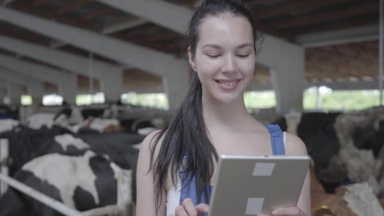 年轻的女农民带着奶牛参观谷仓在平板电脑上记录证词