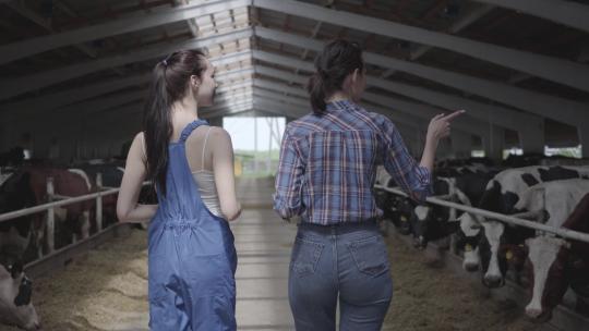 行走在牛圈的两个女孩视频素材模板下载