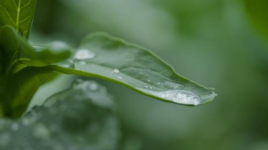 雨水滴落在植物上实拍