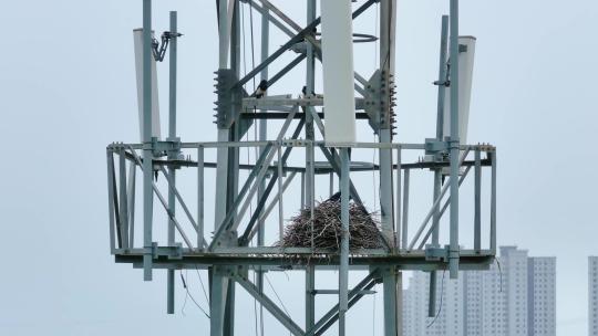 信号塔上的喜鹊筑巢