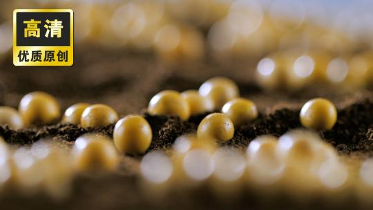 黄豆种植 黄豆播种 农民芒种希望的种子