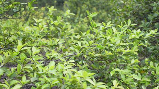 茶籽油树叶子视频素材模板下载