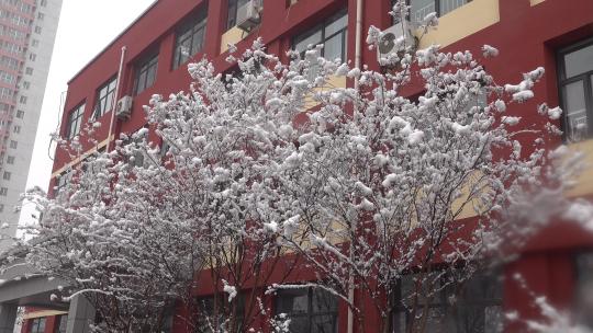 挂满厚厚积雪的树枝2