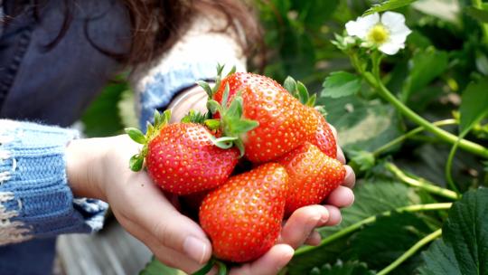 大棚种植草莓采摘