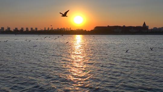 海鸥飞翔 大海 夕阳 飞鸟 唯美自然风光