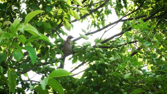 夏季正午小鸟站在枝头树荫