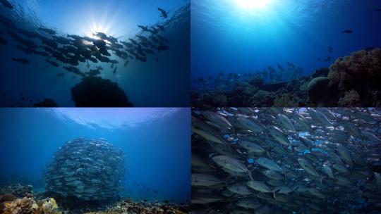 海底世界海鱼鱼群水下太阳光线
