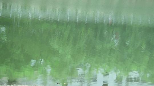 水中倒影 翠绿水面 碧绿水面