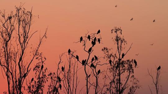 黄昏下数鸟栖息在小树上