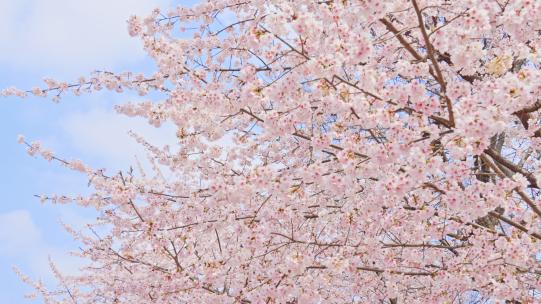 春天粉色樱花早樱河津樱摩天轮樱花树
