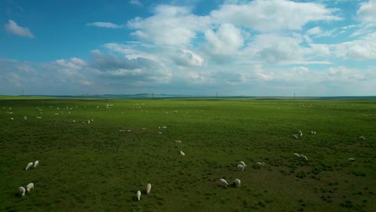 辽阔草原上散落的大片的羊群