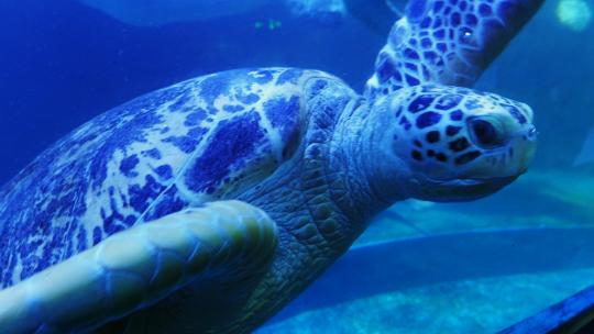 海底海龟 大海龟视频素材模板下载