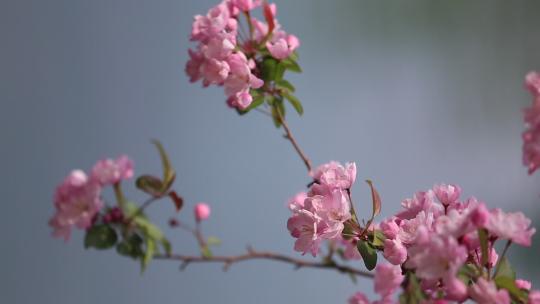 济南五龙潭垂丝海棠盛开，粉红花瓣景色宜人