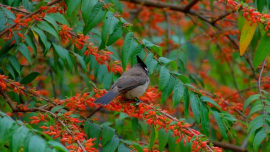 树枝上的小鸟春天鸟语花香 红耳鹎