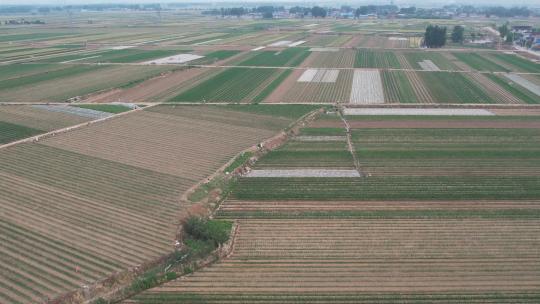 玉米 玉米苗 棒子苗 三农农业 玉米苗期