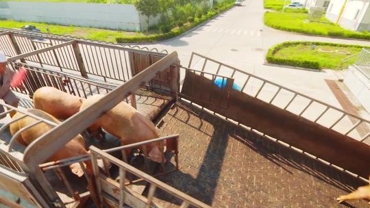 运输农业养殖畜牧牲畜猪肉