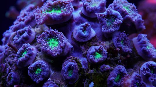微距拍摄珊瑚虫开放