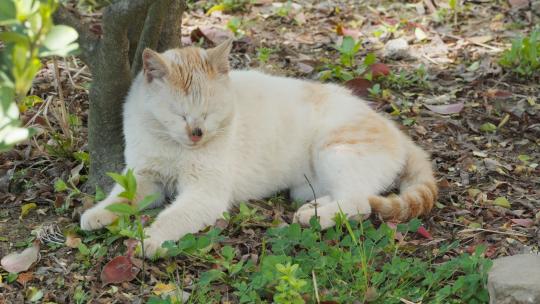 可爱猫咪4K实拍镜头