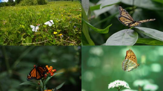 【合集】蝴蝶 花蝴蝶 小蝴蝶 昆虫 蝴蝶飞行