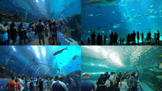 【合集】水族馆 鱼类 近距离观看 水下通道