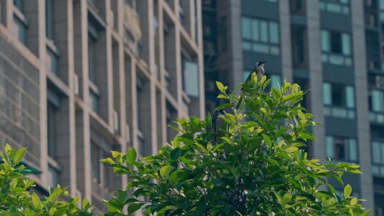 城市建筑树梢上的小鸟