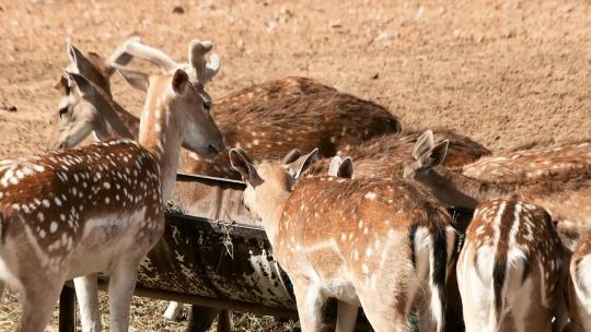 鹿 动物世界 野生动物保护区