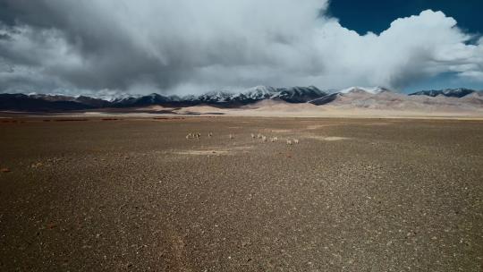 西藏旅游风光冈底斯山戈壁藏羚羊黄羊