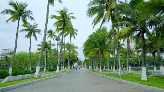 海南 椰树 椰子树 椰林