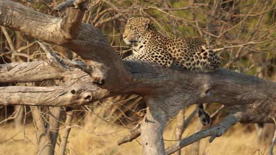 野生豹在树上美洲豹猎豹猛兽休息捕食视频素材模板下载