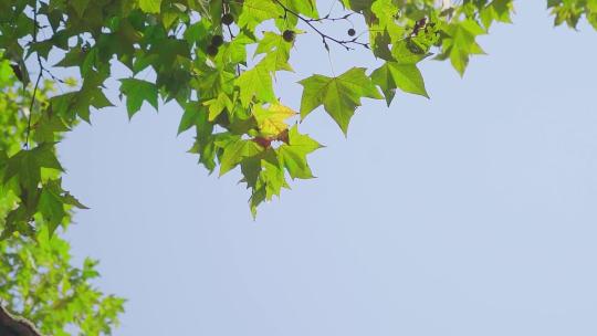 6202 阳光 夏日