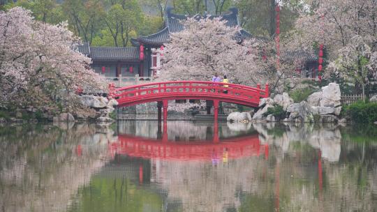 武汉春天东湖樱花园欣赏樱花的人群