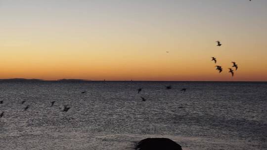 黎明前鸟从海边飞走的视频