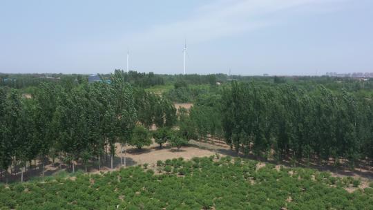 航拍金银花种植加工收获