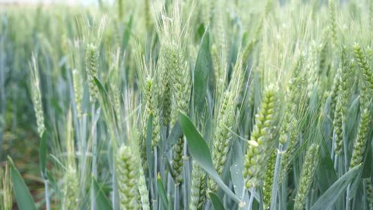 小麦 麦穗 青小麦 小麦灌浆期 粮食视频素材模板下载